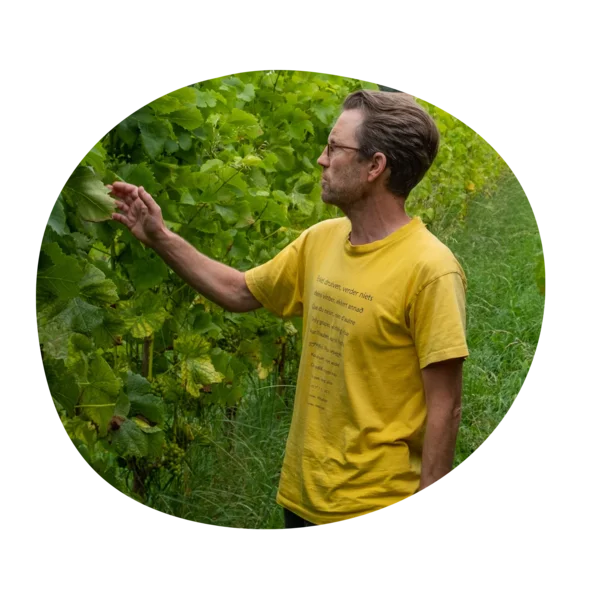 Wijngaard Lijsternest